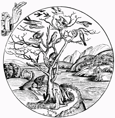 FIG. 10.—The Fifth Day of Creation. From Schedel's
