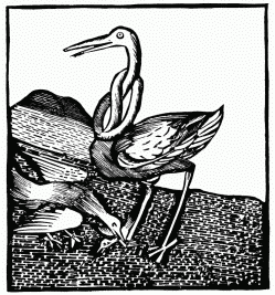 FIG. 17.—The Stork. From the 