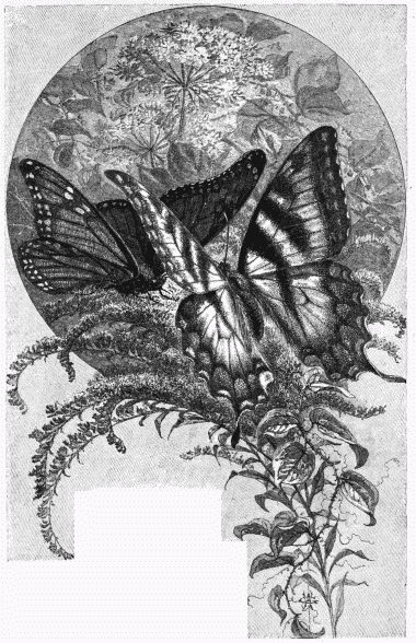 FIG. 77.—Butterflies. Engraved by F. S. King.