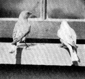 FIG. 59. BLUEBIRDS ATTRACTED TO THE WINDOW SILL BY MEAL
WORMS.