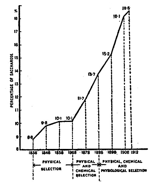 How the sugar beet has gained enormously in sugar content
under chemical control