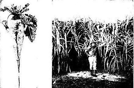 THE RIVAL SUGARS The sugar beet of the north has become
a close rival of the sugar cane of the south