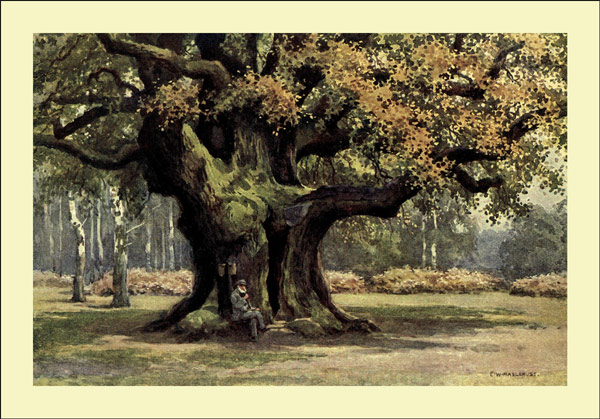 THE MAJOR OAK, THORESBY PARK