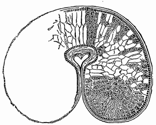 Sectional View of Wheat Kernel.