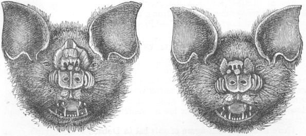 Phyllorhina armigera.