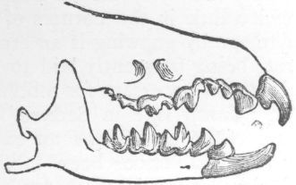 Dentition of Shrew.