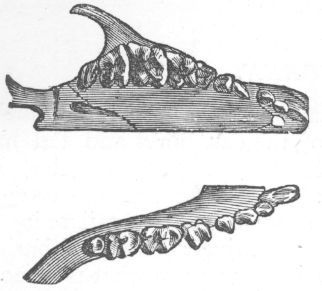 Dentition of Hedgehog.