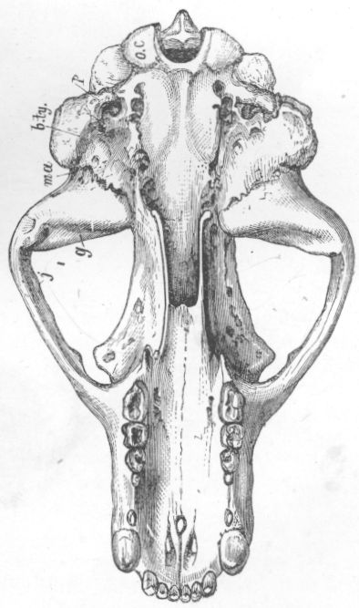 Skull of Bear.