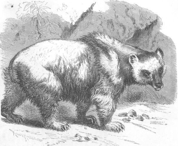 URSUS ISABELLINUS.