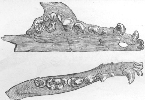 Dentition of Civet.