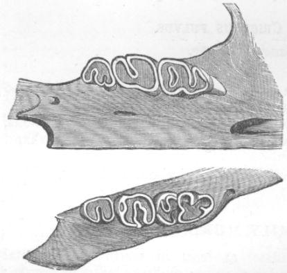 Dentition of Black Rat.