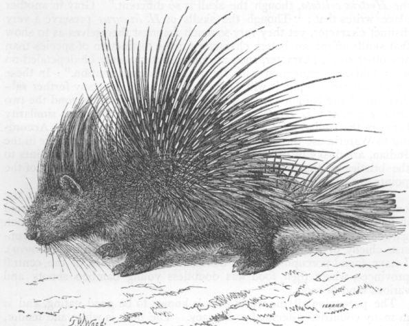 Hystrix leucura.