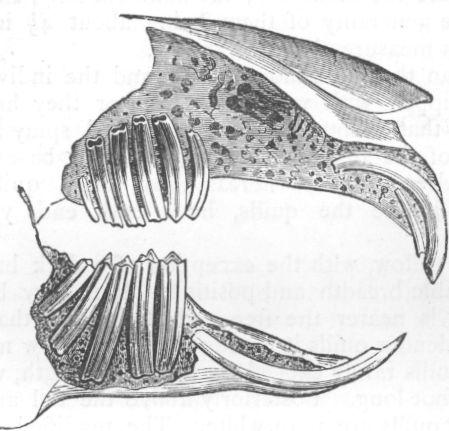 Dentition of Hare.