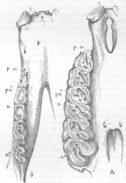 Dentition of Rhinoceros.