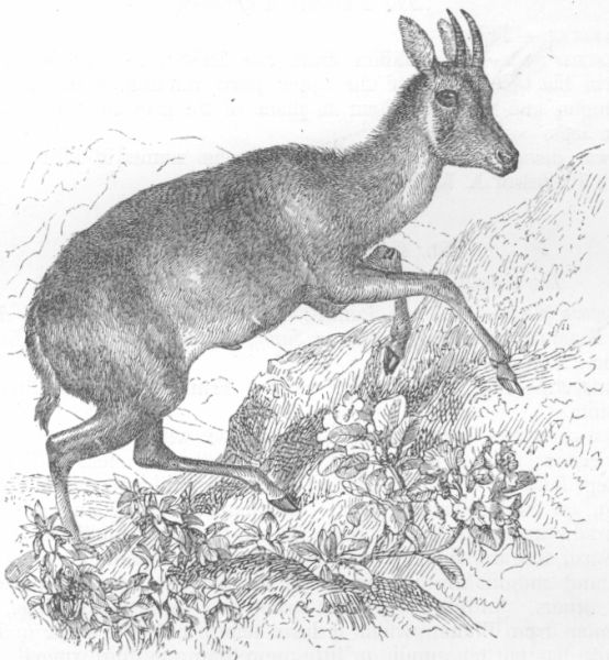 Nemorhoedus goral.