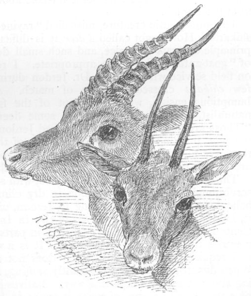 Gazella Bennetti.