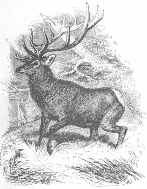 Cervus Cashmirianus.