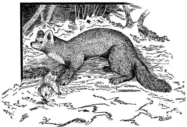 The Marten.