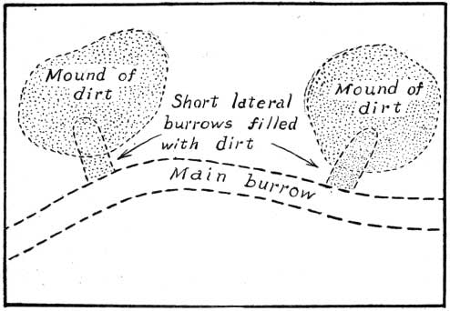 Burrow of Pocket Gopher.