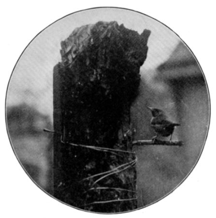 FIG. 4. WREN AND RUSTIC HOUSE.