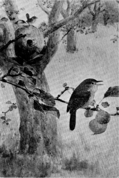 FIG. 5. WRENS.