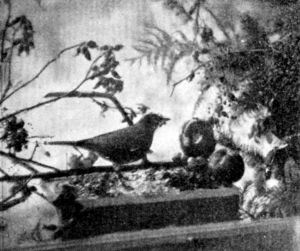 FIG. 58. THE BIRD WINDOW SEEN FROM INSIDE THE ROOM.