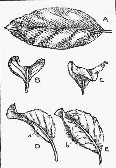 Fig. 71.