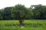 Waverley Abbey, Surrey