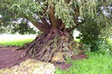 Waverley Abbey, Surrey